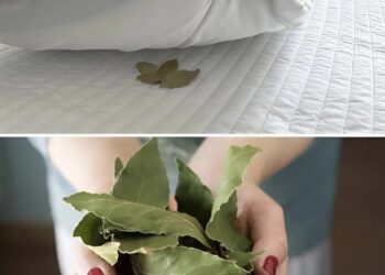 ,,ბალიშის ქვეშ დაფნის ფოთლებს დებდნენ… მიზეზი გაგაოცებთ!” – დავიწყებული ტრადიცია, რიტუალი, რომელსაც ჩვენი ბებია-ბაბუები ყოველ საღამოს იმეორებდნენ…