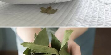 ,,ბალიშის ქვეშ დაფნის ფოთლებს დებდნენ… მიზეზი გაგაოცებთ!” – დავიწყებული ტრადიცია, რიტუალი, რომელსაც ჩვენი ბებია-ბაბუები ყოველ საღამოს იმეორებდნენ…