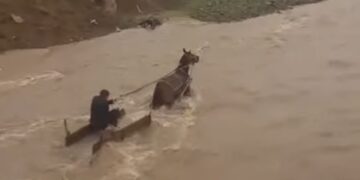 ბოლნისში მოქალაქე ცხენით ადიდებულმა მდინარემ გაიტაცა! – რა კადრები ვრცელდება ადგილიდან?