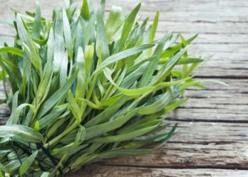 რატომ არ უნდა მივირთვათ ტარხუნა ცოცხლად? – საყურადღებო ინფორმაცია