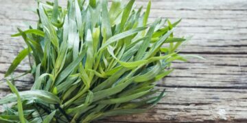 რატომ არ უნდა მივირთვათ ტარხუნა ცოცხლად? – საყურადღებო ინფორმაცია