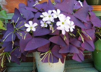 მცენარე, რომელსაც ბედნიერება მოაქვს – როგორ გავახაროთ და რა არის საჭირო მის მოსავლელად?