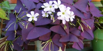 მცენარე, რომელსაც ბედნიერება მოაქვს – როგორ გავახაროთ და რა არის საჭირო მის მოსავლელად?