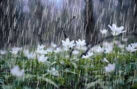 საქართველოში ისევ გაწვიმდება – როდემდე გაგრძელდება უამინდობა?