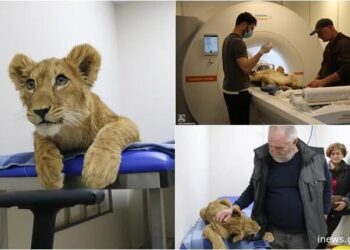 შანი კვლავ ავად გახდა, ზოოპარკს მისი კლინიკაში გადაყვანა დასჭირდა – რა პრობლემები აქვს ცნობილ ბოკვერს?