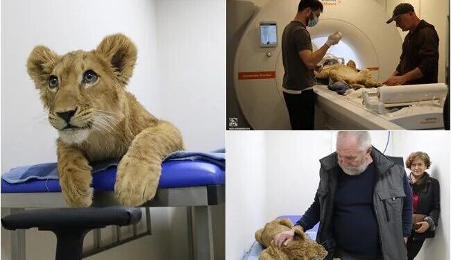 შანი კვლავ ავად გახდა, ზოოპარკს მისი კლინიკაში გადაყვანა დასჭირდა – რა პრობლემები აქვს ცნობილ ბოკვერს?