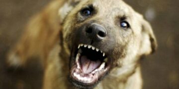 დაფიქსირდა ძაღლის ცოფით დაავადების შემთხვევა, ინფიცირების წყარო მგელია – სურსათის ეროვნული სააგენტოს გაფრთხილება