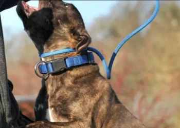 „მანქანისკენ მიდიოდა, როდესაც 5-მდე ძაღლი დაესხა თავს…“ – რა ყვება ბათუმში დაკბენილი ბავშვის მშობელი?