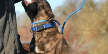 „მანქანისკენ მიდიოდა, როდესაც 5-მდე ძაღლი დაესხა თავს…“ – რა ყვება ბათუმში დაკბენილი ბავშვის მშობელი?