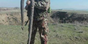 გიურზას შემოსევა თბილისში! ფრთხილად ხალხო მოდებულები არიან ნახეთ სად არის მათი გავრცელების არეალი