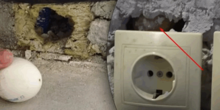 რატომ მალავენ ხელოსნები რემონტის დროს დამკვეთის სახლის კედელში უმ კვერცხს?