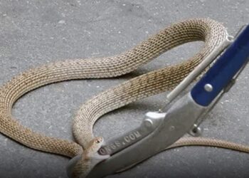 7 ადგილი თბილისში, სადაც გიუზები გვხვდებიან – ,,არ დავუპიროთ დაჭერა ან შემთხვევით ფეხი არ დავადგათ”