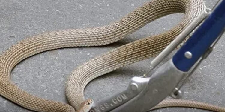 7 ადგილი თბილისში, სადაც გიუზები გვხვდებიან – ,,არ დავუპიროთ დაჭერა ან შემთხვევით ფეხი არ დავადგათ”