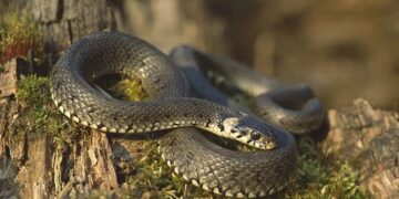 სად შეხვდებით ყველაზე მეტ გველს დედაქალაქში და როგორ მოვიქცეთ მსგავს ასეთ დროს – ჰერპეტოლოგი რჩევებს გვიზიარებს