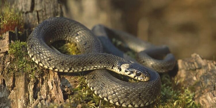 სად შეხვდებით ყველაზე მეტ გველს დედაქალაქში და როგორ მოვიქცეთ მსგავს ასეთ დროს – ჰერპეტოლოგი რჩევებს გვიზიარებს