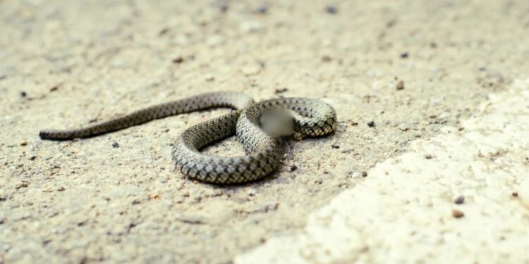 რომელ სართულამდე შეუძლია გველს აძრომა და როგორ შეიძლება მოხვდეს კორპუსის ბინებში