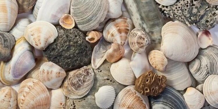 რატომ არ შეიძლება ზღვიდან ქვებისა და ნიჟარების სახლში წამოღება?