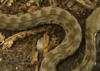 დედოფლისწყაროში გიურზამ კაცი დაკბინა