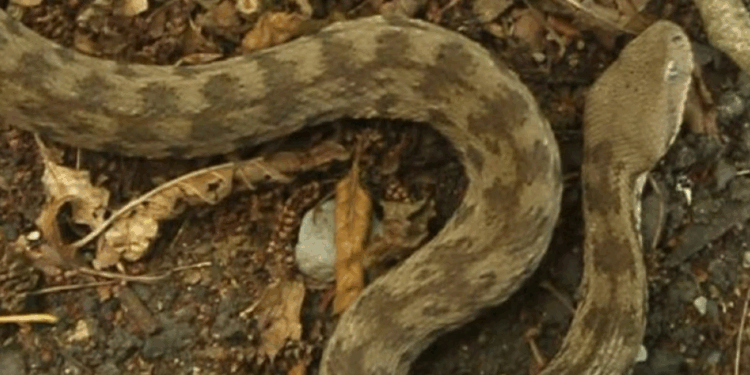 დედოფლისწყაროში გიურზამ კაცი დაკბინა