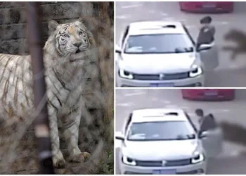 (ვიდეო) ჩინეთის ზოოპარკში – ვეფხვის თავდასხმას ემსხვერპლა ქალი, რომელიც საკუთარი ავტომობილიდან გადავიდა
