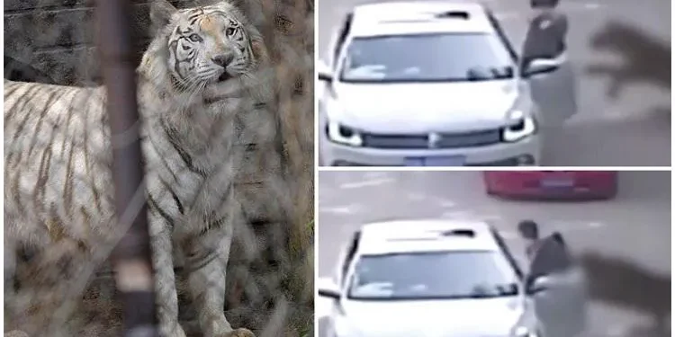 (ვიდეო) ჩინეთის ზოოპარკში – ვეფხვის თავდასხმას ემსხვერპლა ქალი, რომელიც საკუთარი ავტომობილიდან გადავიდა