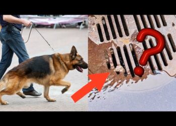 ძაღლი დაჟინებით იყურებოდა საკანალიზაციო არხში – გამვლელები გაოგნდნენ, როცა ამის მიზეზი გაიგეს