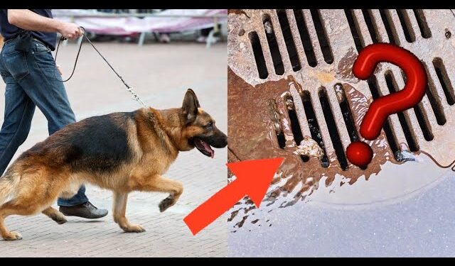 ძაღლი დაჟინებით იყურებოდა საკანალიზაციო არხში – გამვლელები გაოგნდნენ, როცა ამის მიზეზი გაიგეს