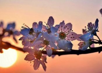 20 მარტს გაზაფხულის ბუნიობაა – რა უნდა გააკეთოთ ამ დღეს, რომ წარმატება და იღბალი მოიზიდოთ