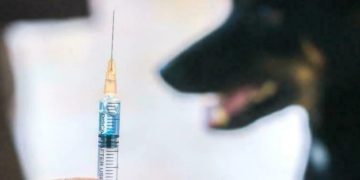 მთელ ქალაქში კარანტინი გამოცხადდა – სად დაფიქსირდა ცოფი?