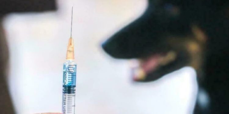 მთელ ქალაქში კარანტინი გამოცხადდა – სად დაფიქსირდა ცოფი?