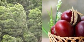 პროგნოზი შეიცვალა – როგორი ამინდია მოსალოდნელი აღდგომის დღესასწაულზე და ორშაბათს, საფლავზე გასვლის დღეს?