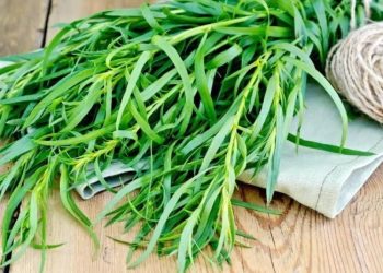 რატომ არ უნდა მივირთვათ ტარხუნა ცოცხლად – ექიმის განმარტება