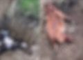 (VIDEO) რა შემზარავი კადრები გავრცელდა ახლახან ლილოს სასაფლაოს მიმდებარე ტერიტორიიდან?